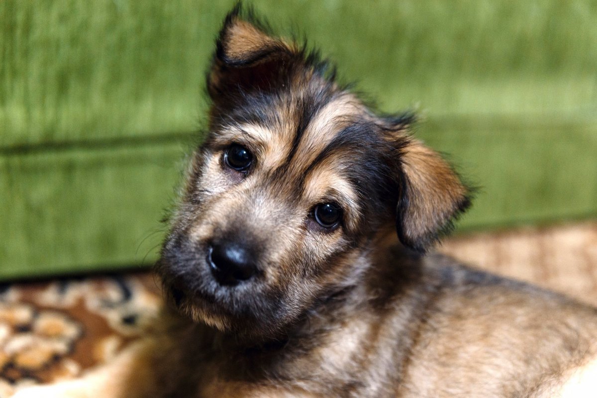 Бездомные собаки милые