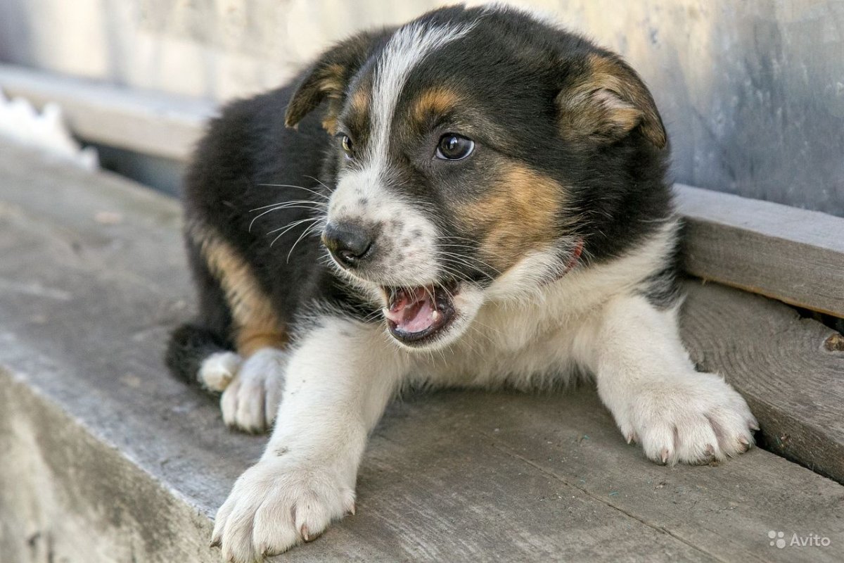 Трёхцветная собака дворняжка