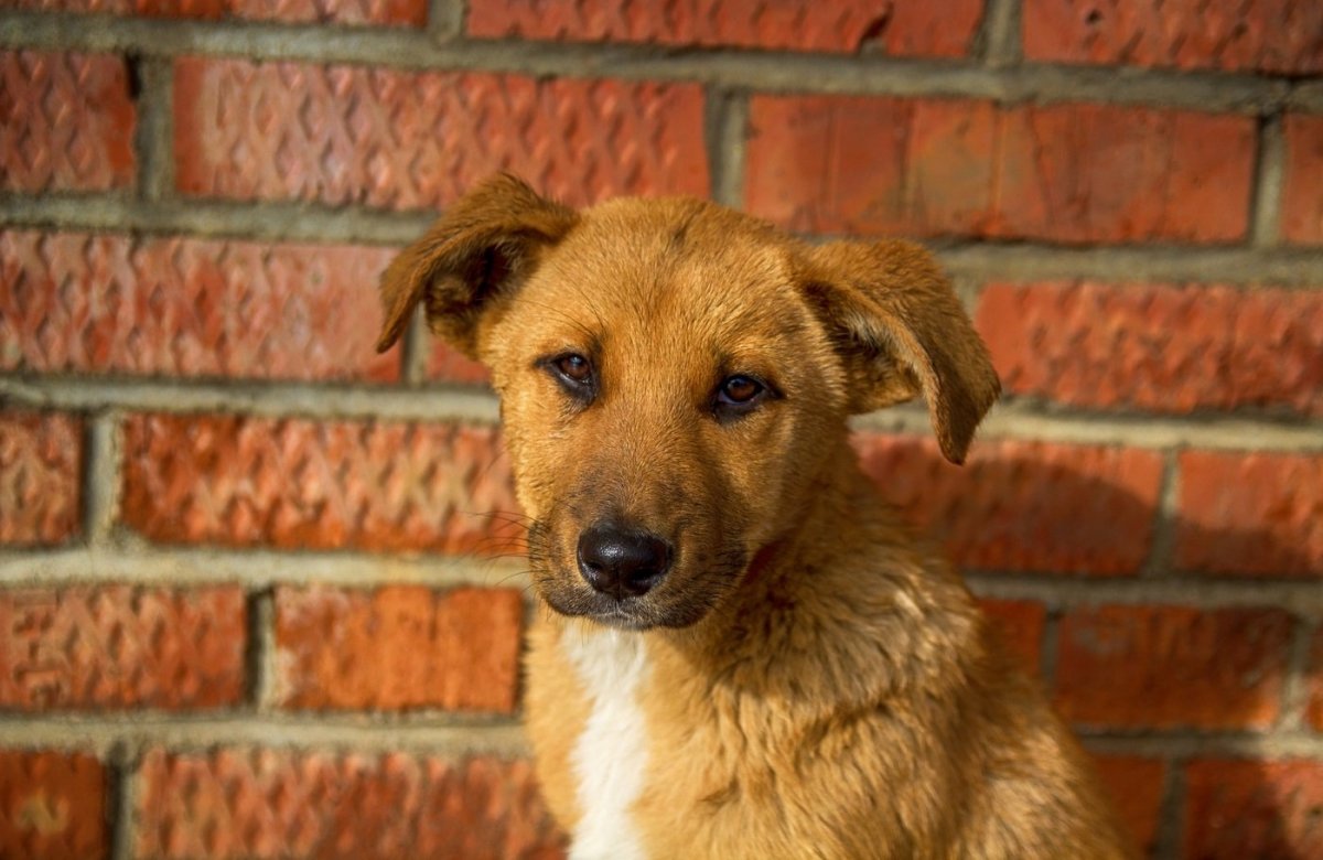 Дворняга в лесу