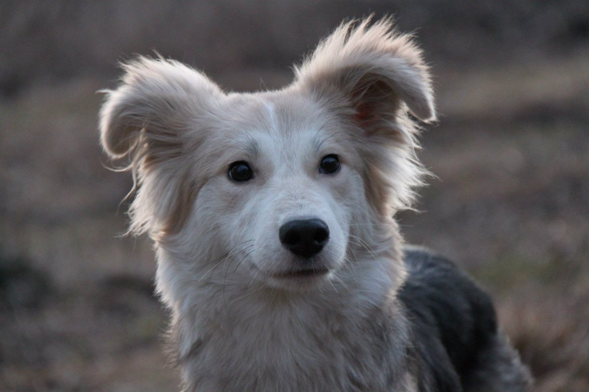 Дворняжка собака