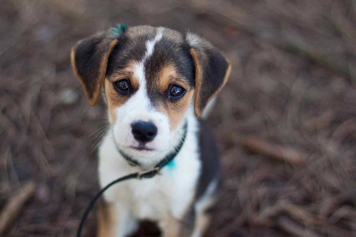 Порода собак дворняжка