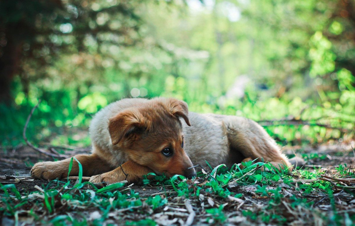 Красивые беспородные собаки