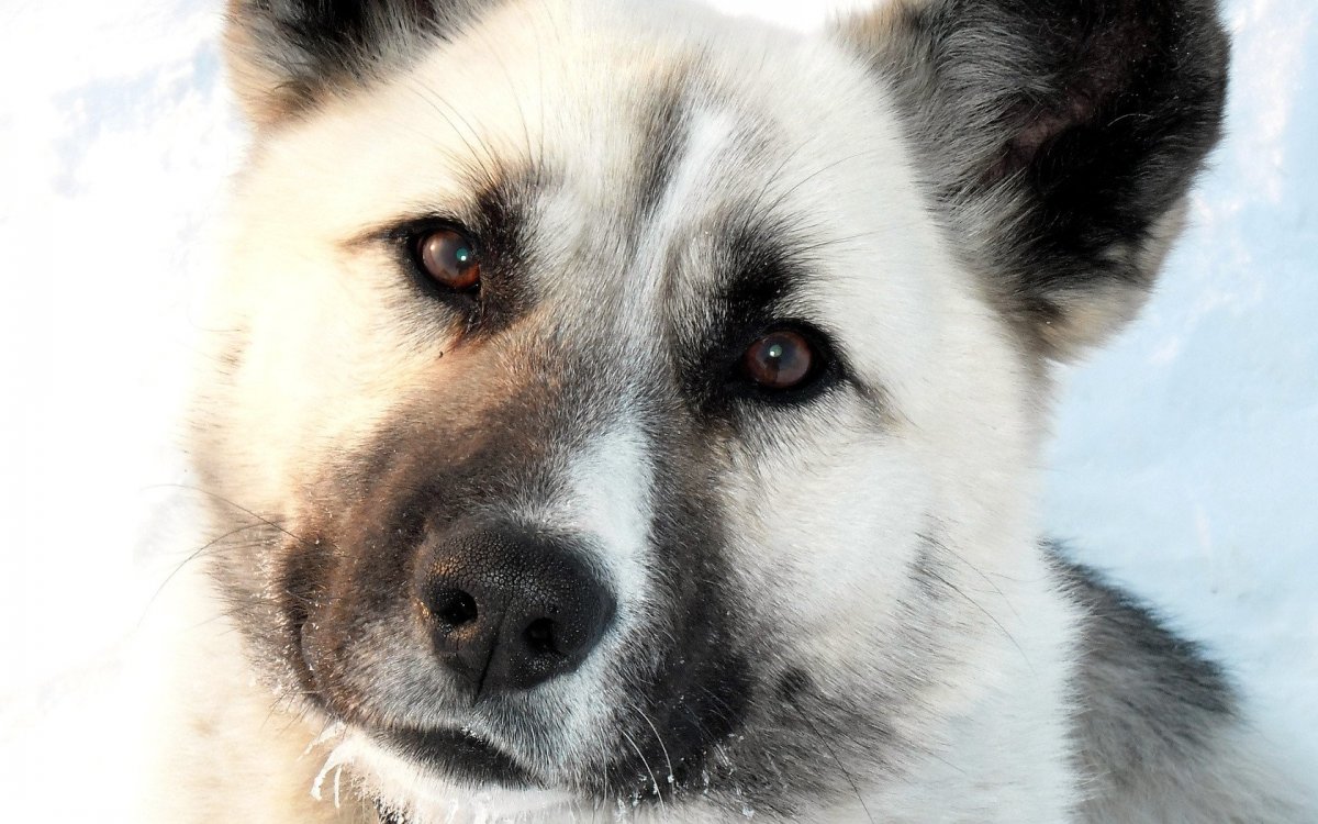 Щенки дворняги