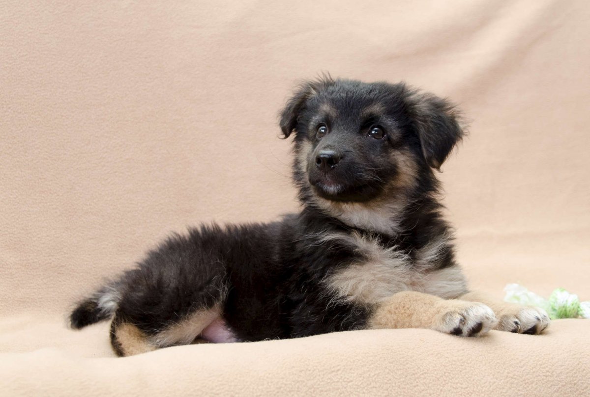 Собака бордер колли