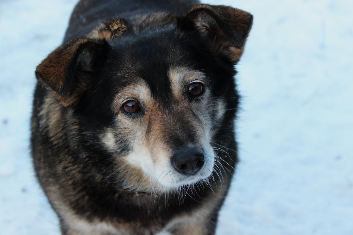 Беспородные щенки