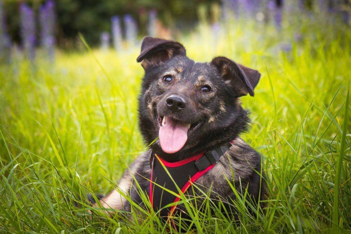 Беспородная собака дворняга