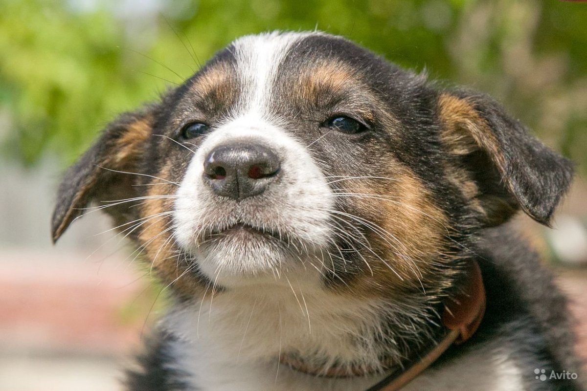 Щенки дворняжки