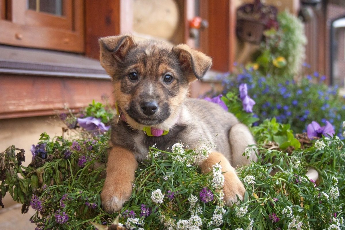 Щенки дворняги