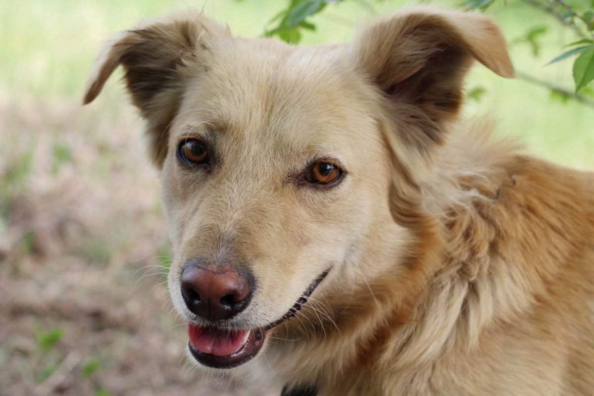 Беспородная собака дворняжка