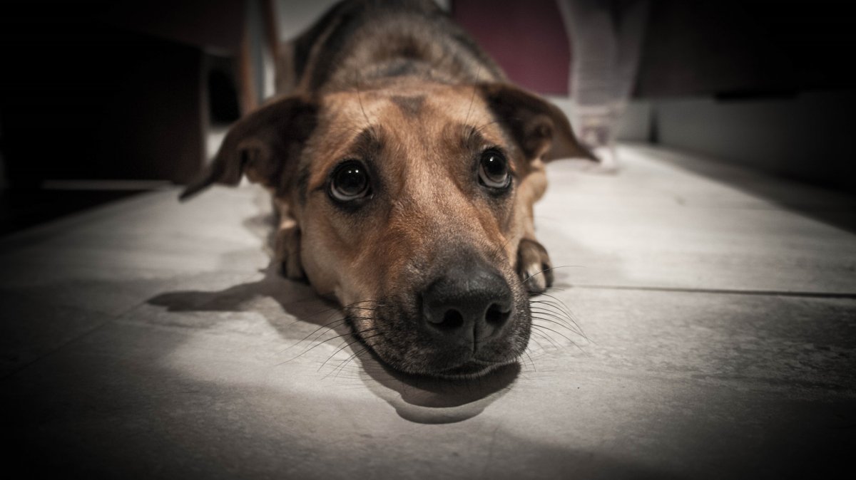 Щенки бордер колли 3 недели