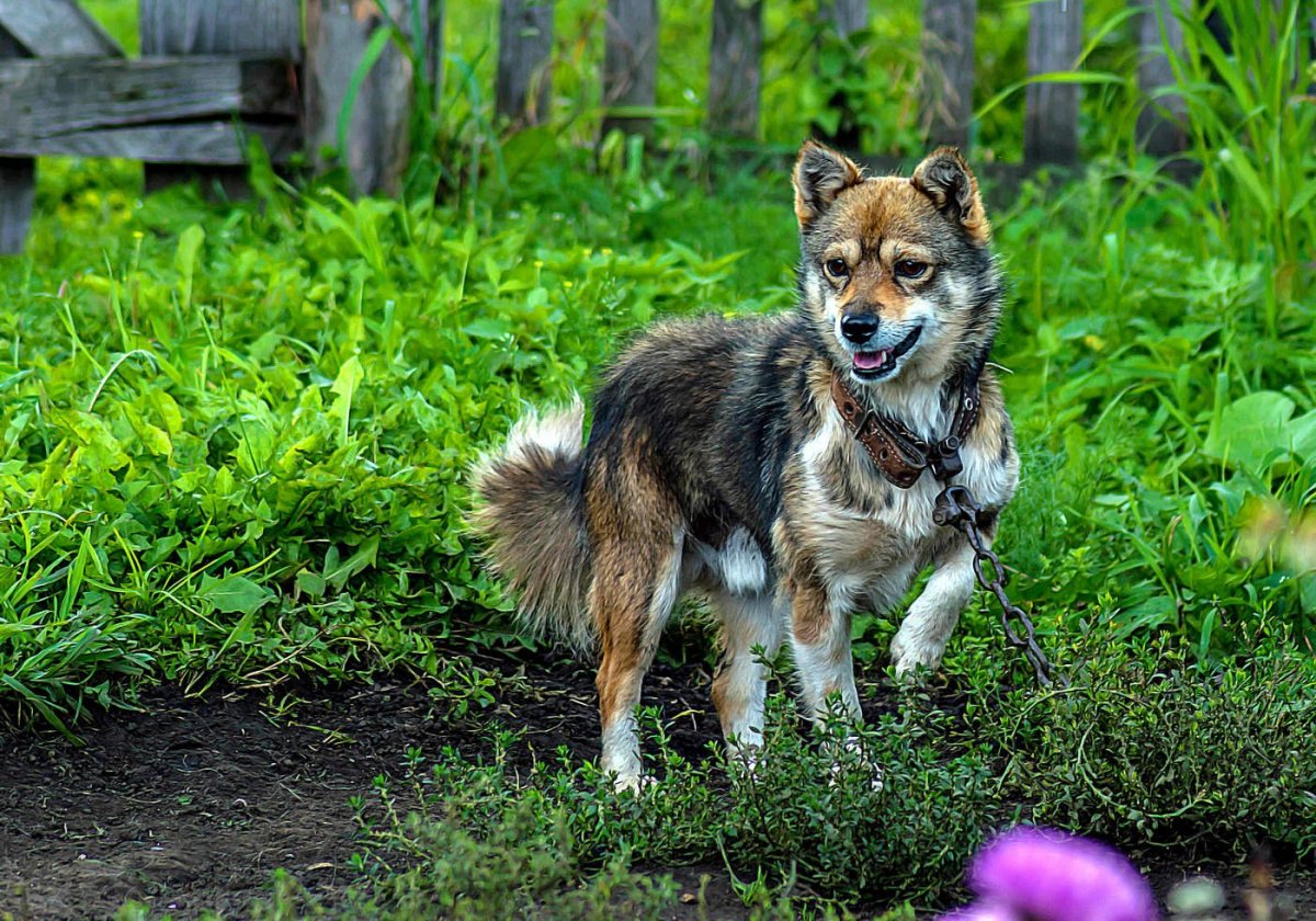 Дворняжка собака