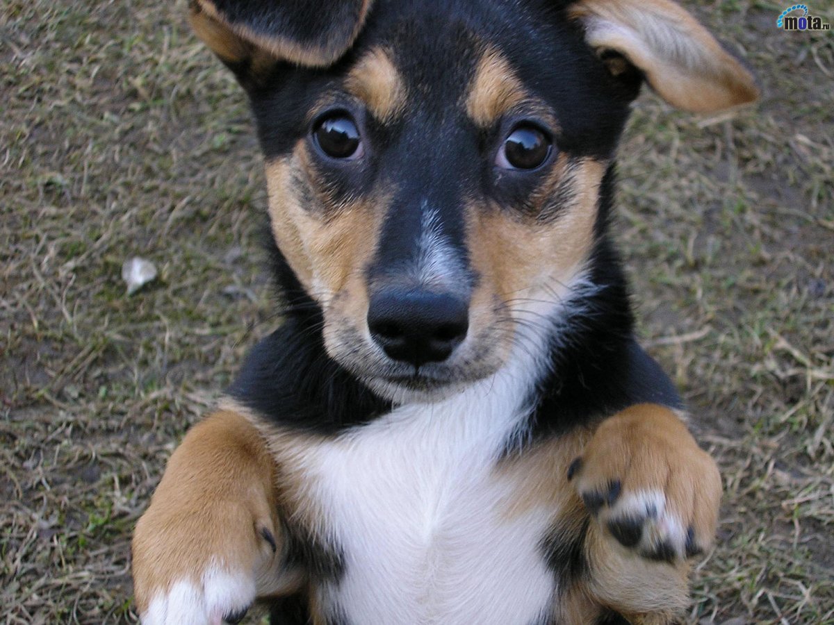 Милые дворняжки