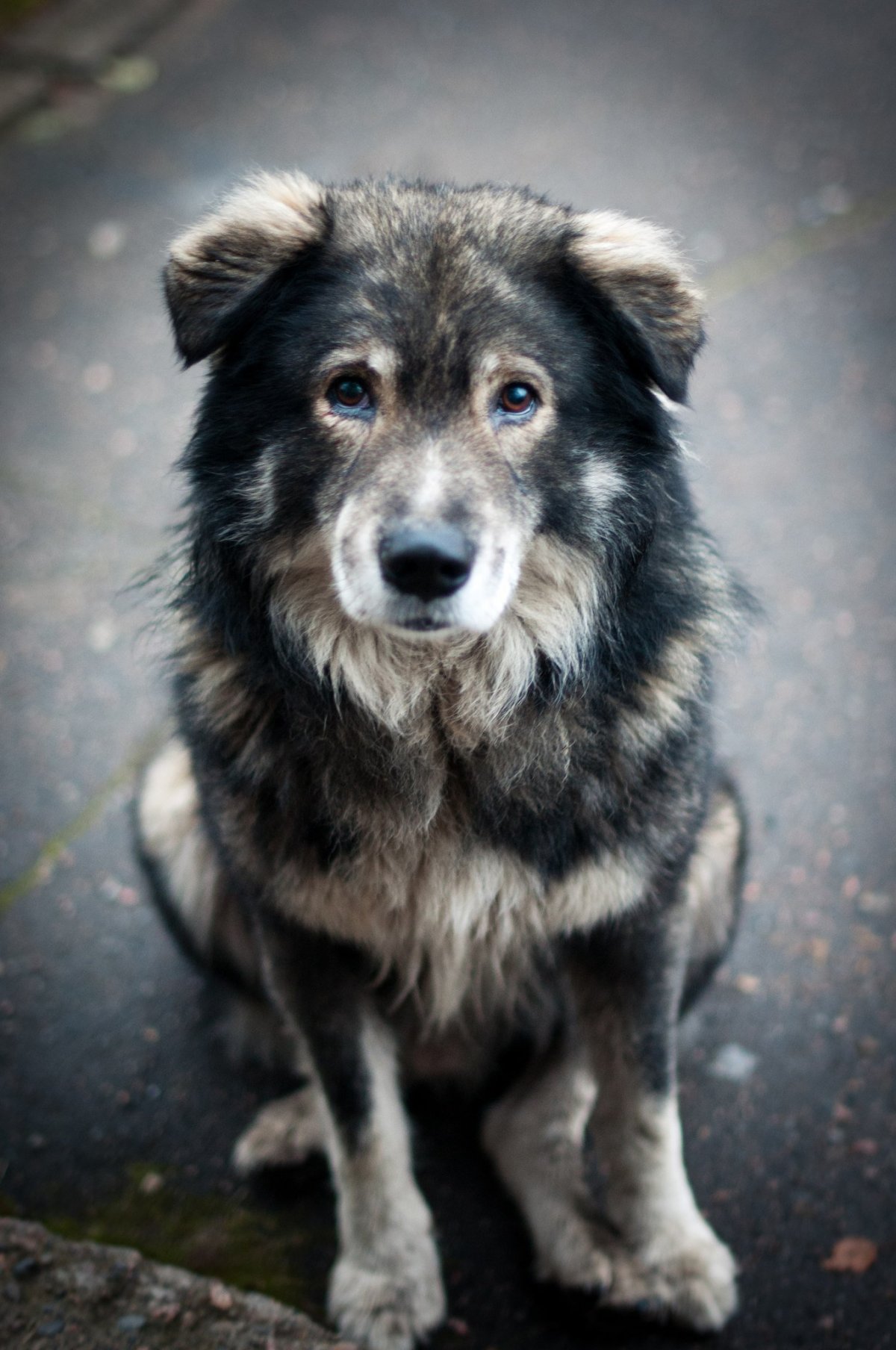 Овчарка дворняжка