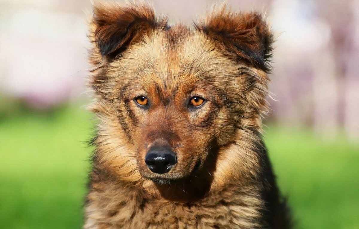 Милые дворняжки