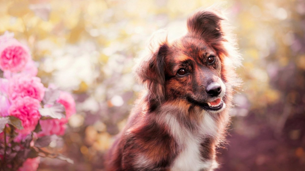 Щенки дворняги