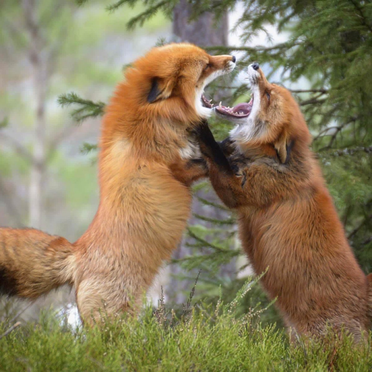 Играющиеся лисята