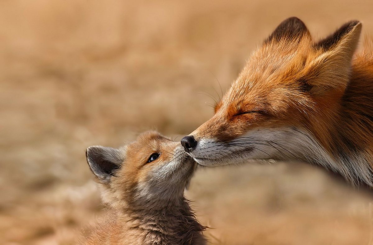 Лис дерется