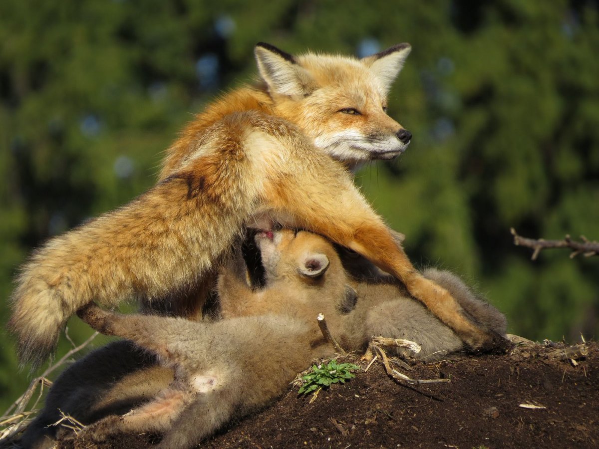 Кросс Фокс Лис