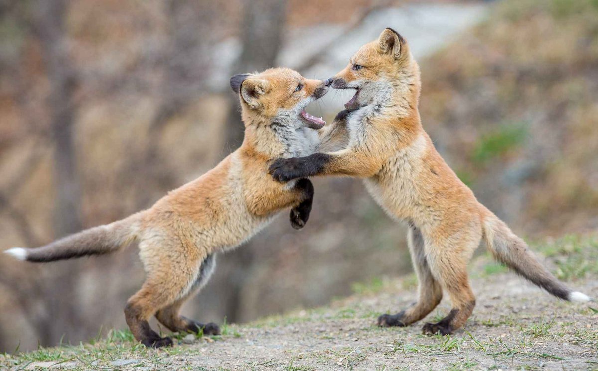 Осси Сааринен