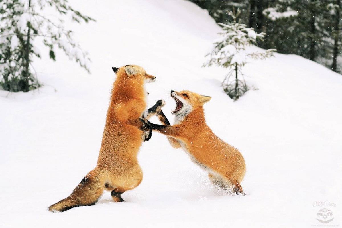 Лисята играются