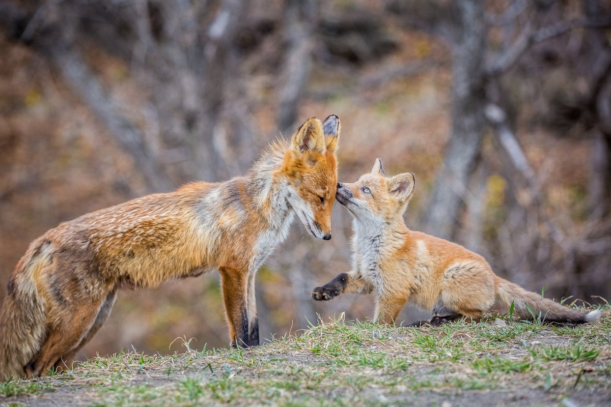 Скелет лисы в прыжке