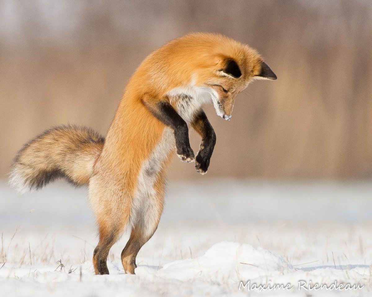 Фокстрот Лисичка