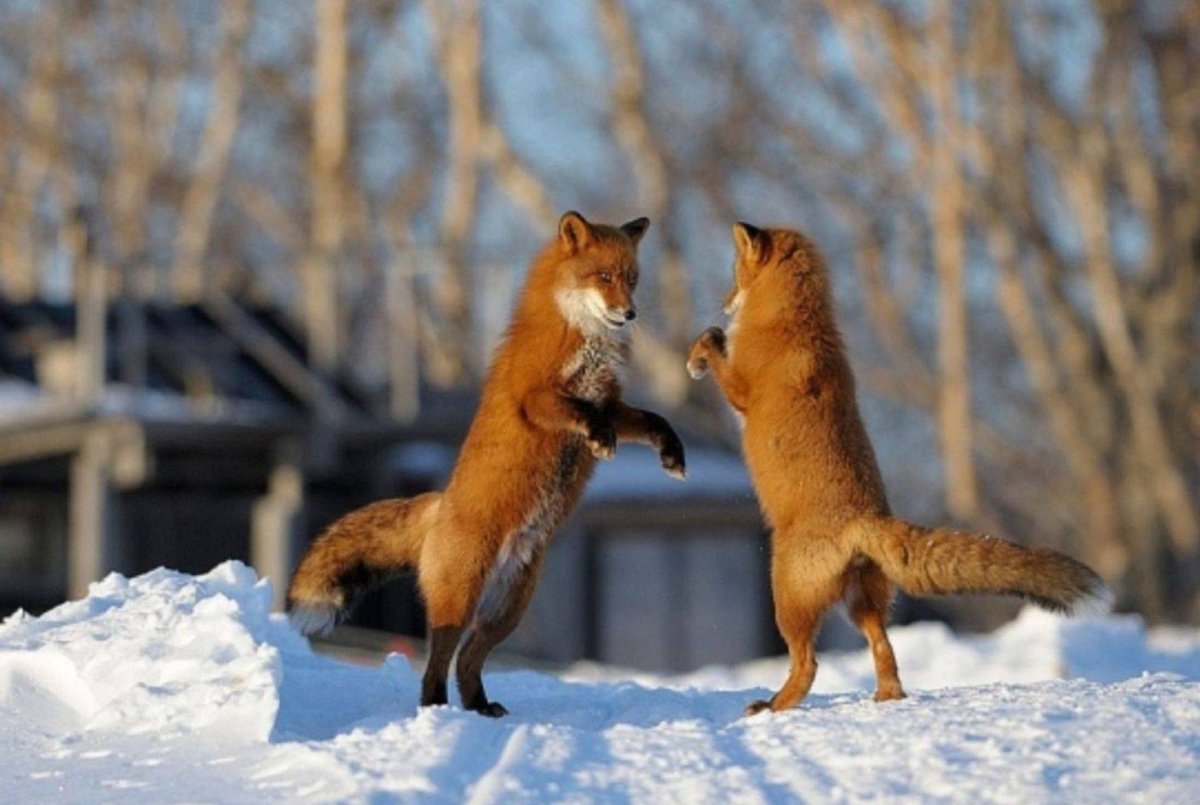 Лиса тык в носик гиффка