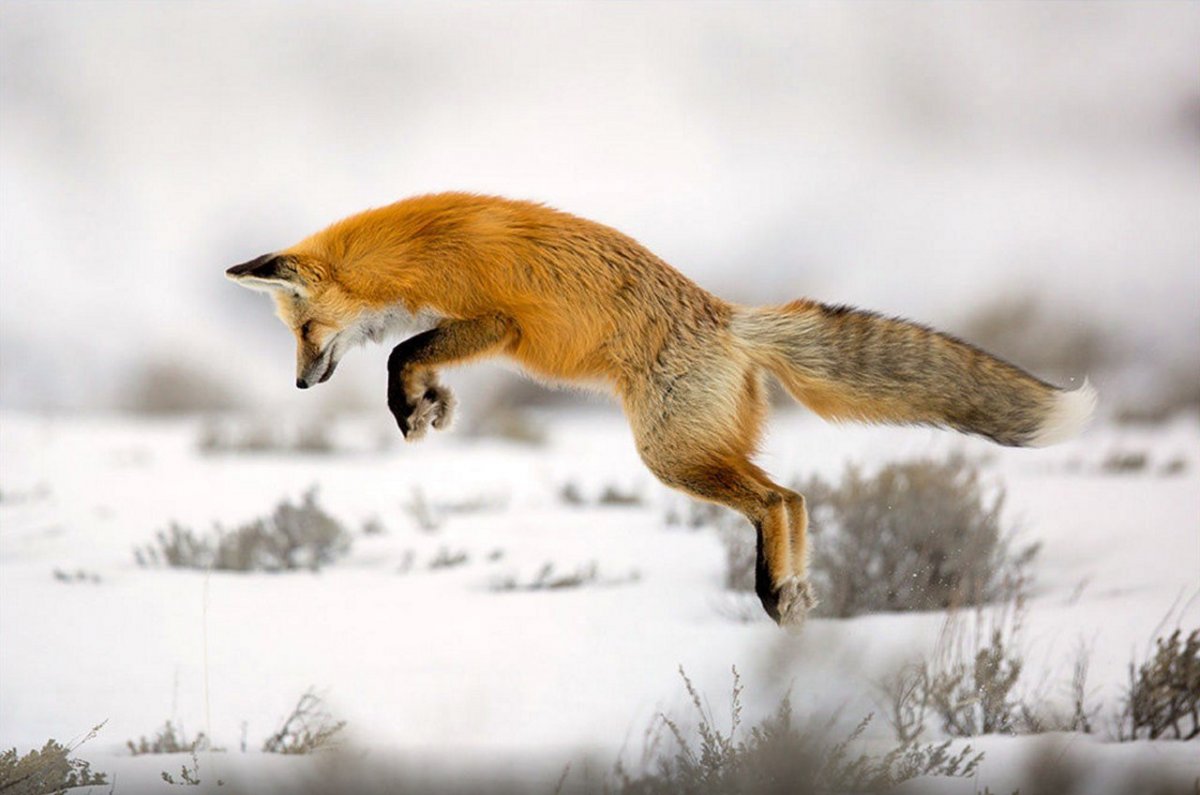 Спаривание Лис