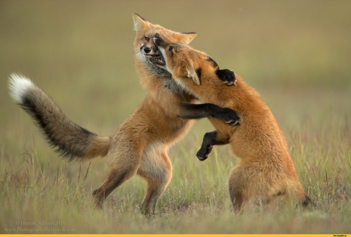 Игорь Шпиленок Кроноцкий заповедник