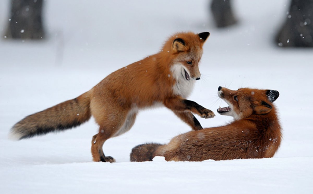 Лиса дерется