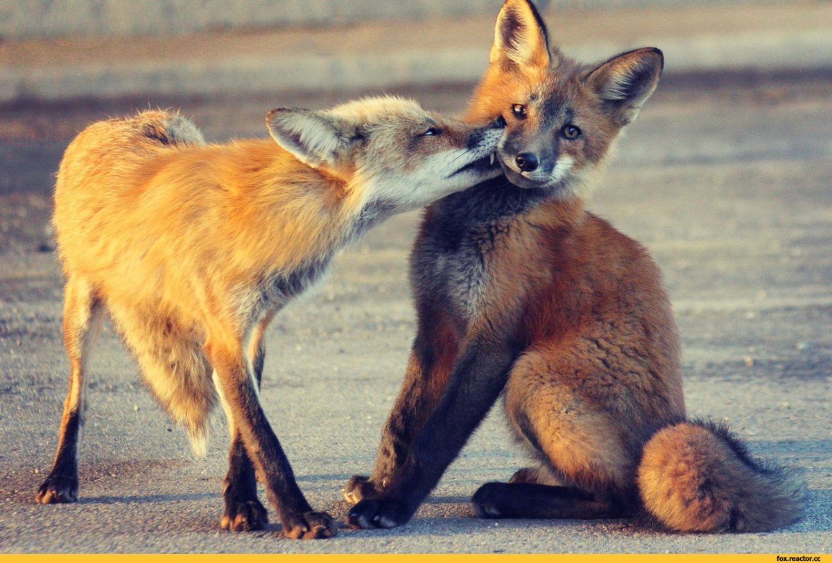 Лиса поцелуй