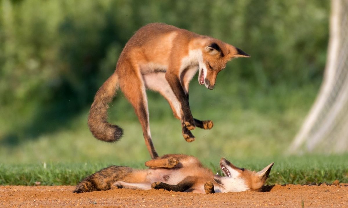 Обыкновенная лисица мышкует