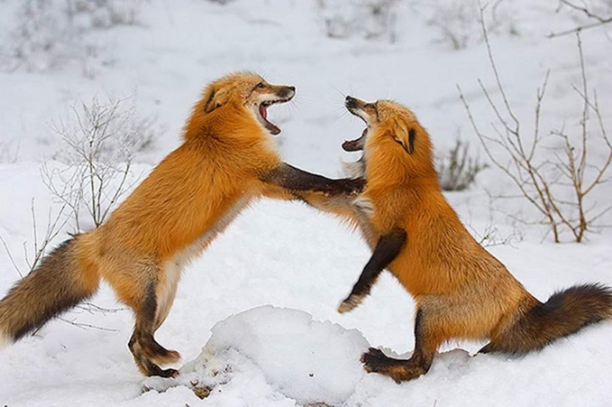 Лиса играется