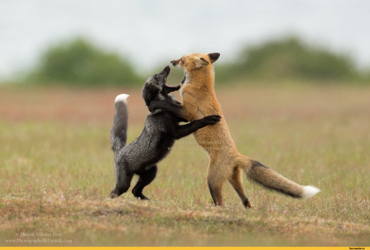 Влюбленные лисы