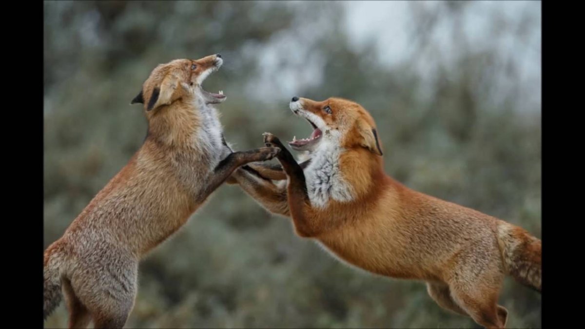 Брачные игры животных