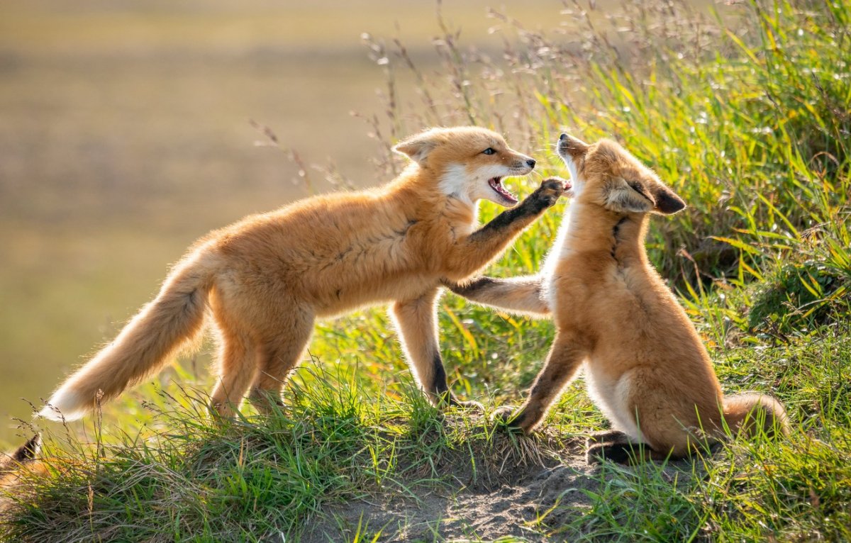 Лисы любовь