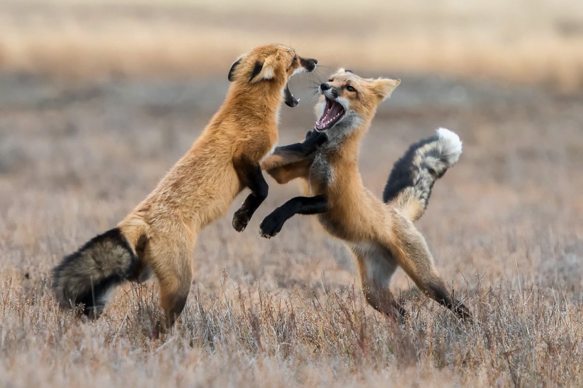 Лиса Кроноцкий заповедник