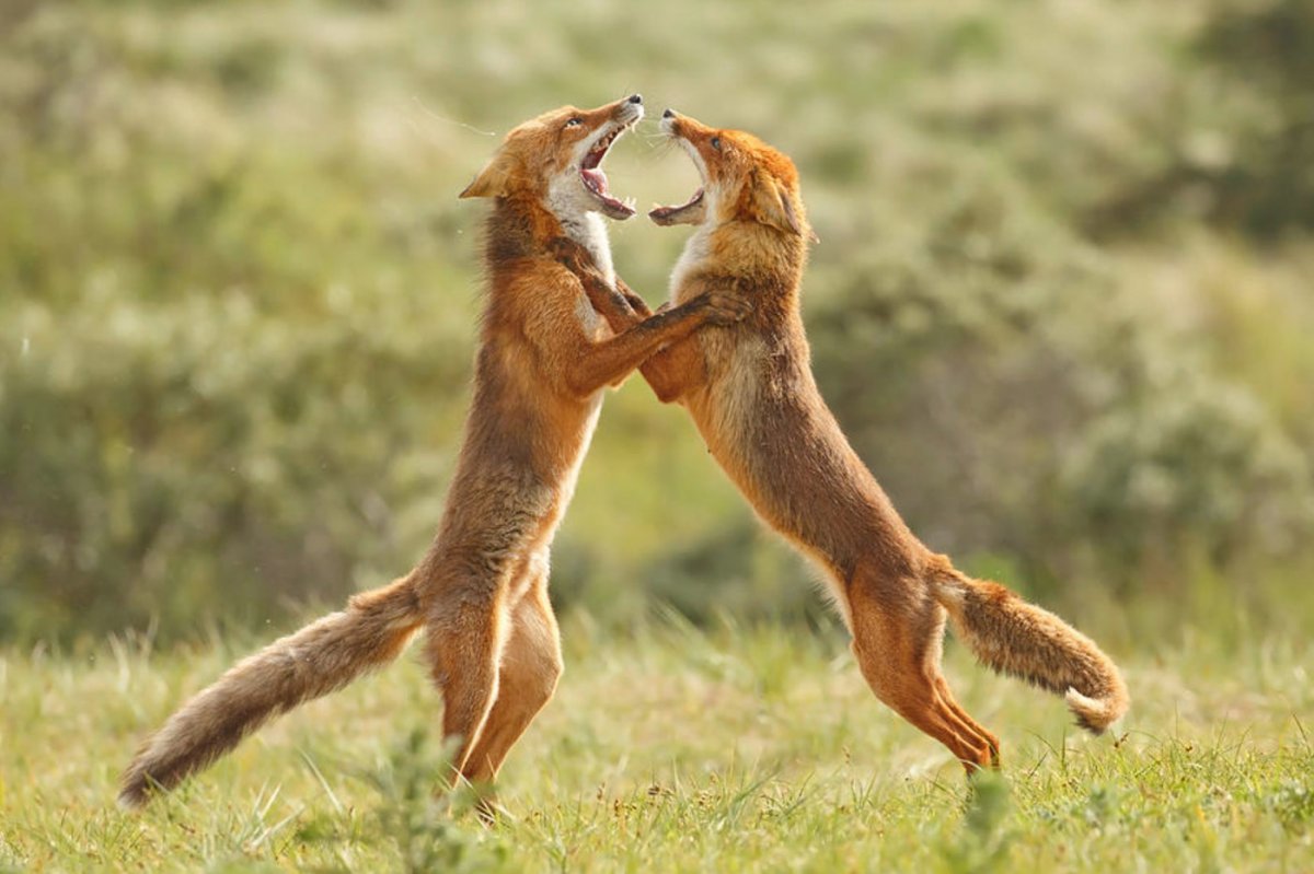 Две лисы дерутся