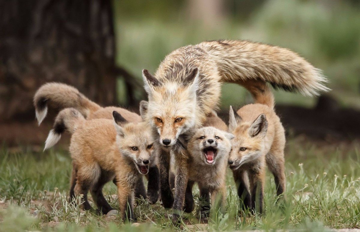 Конкуренция в природе