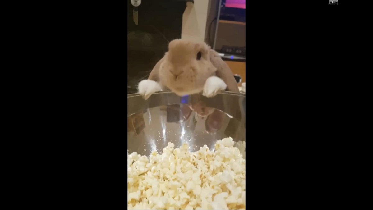 Жирный кролик милый