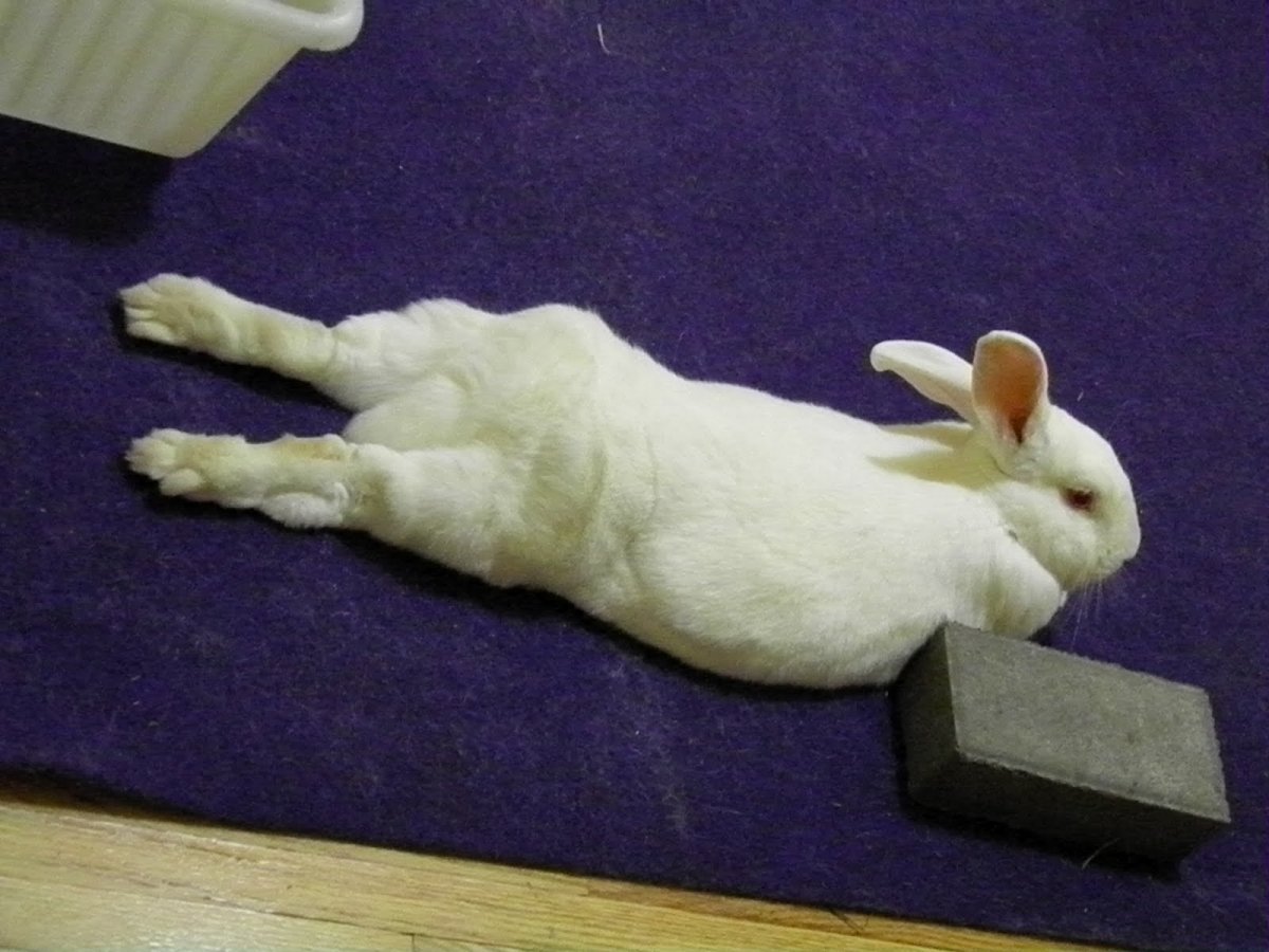 1999 Желтый Земляной кролик