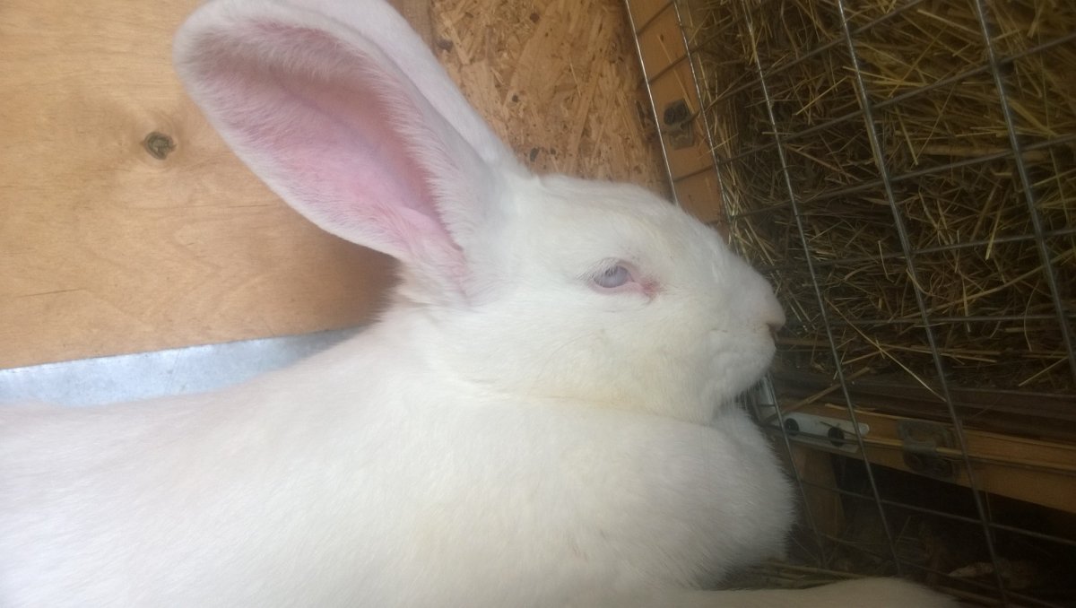 Красные пятна у кролика