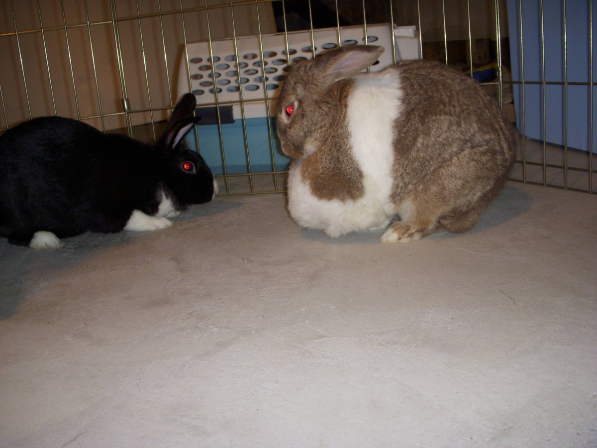 Женщина кормит кроликов