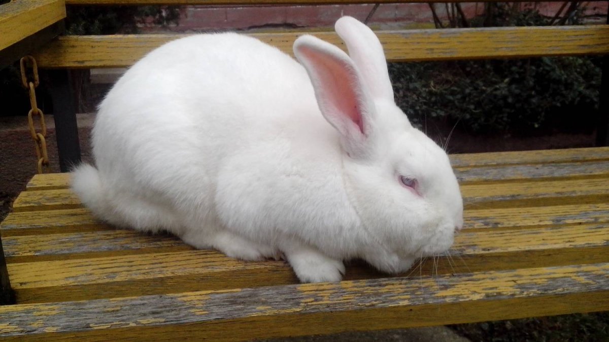 Девушка держит кролика на руках