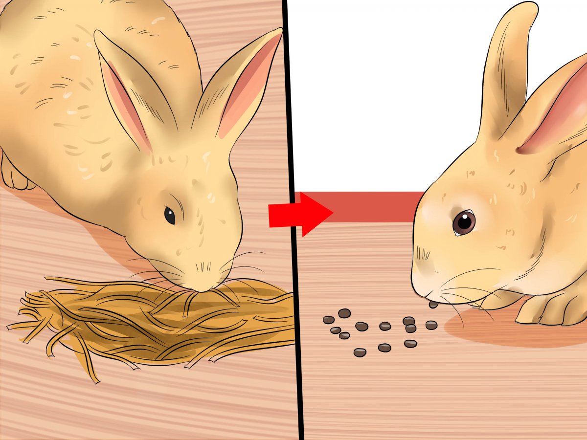 Хвост кролика длинный