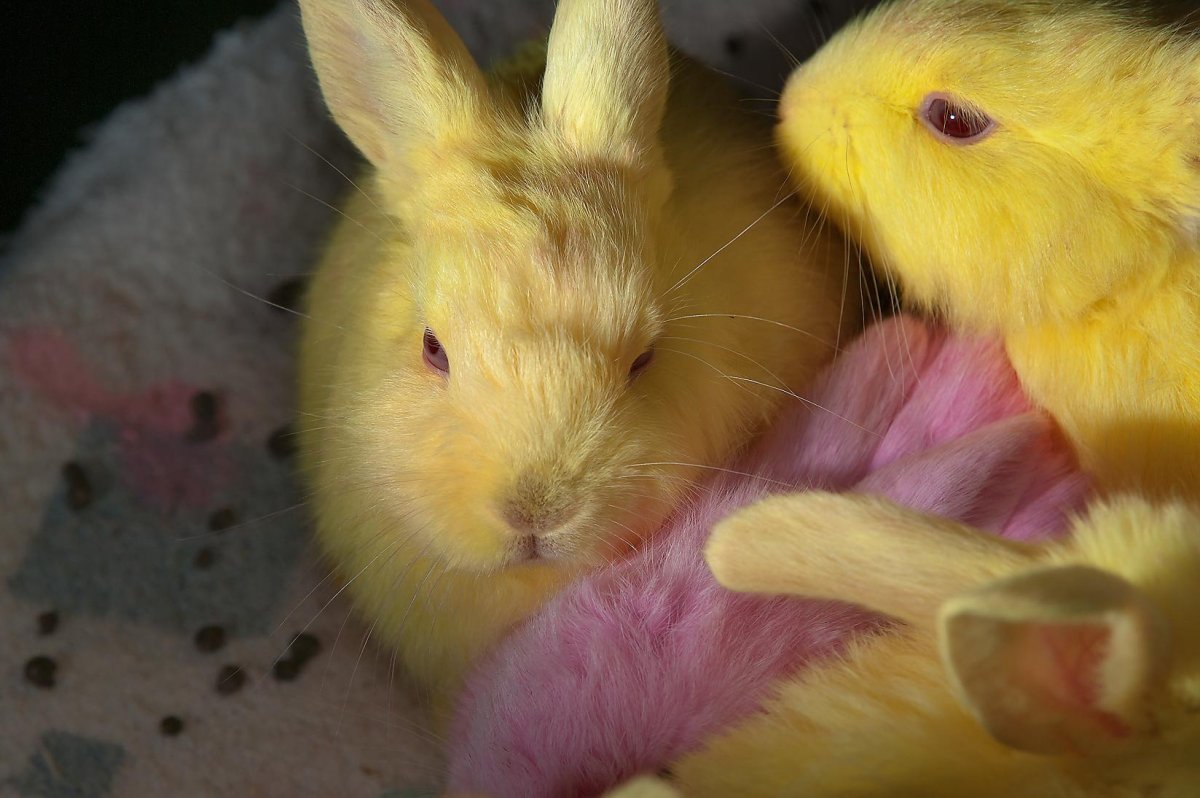 Академия кролика Черкесск