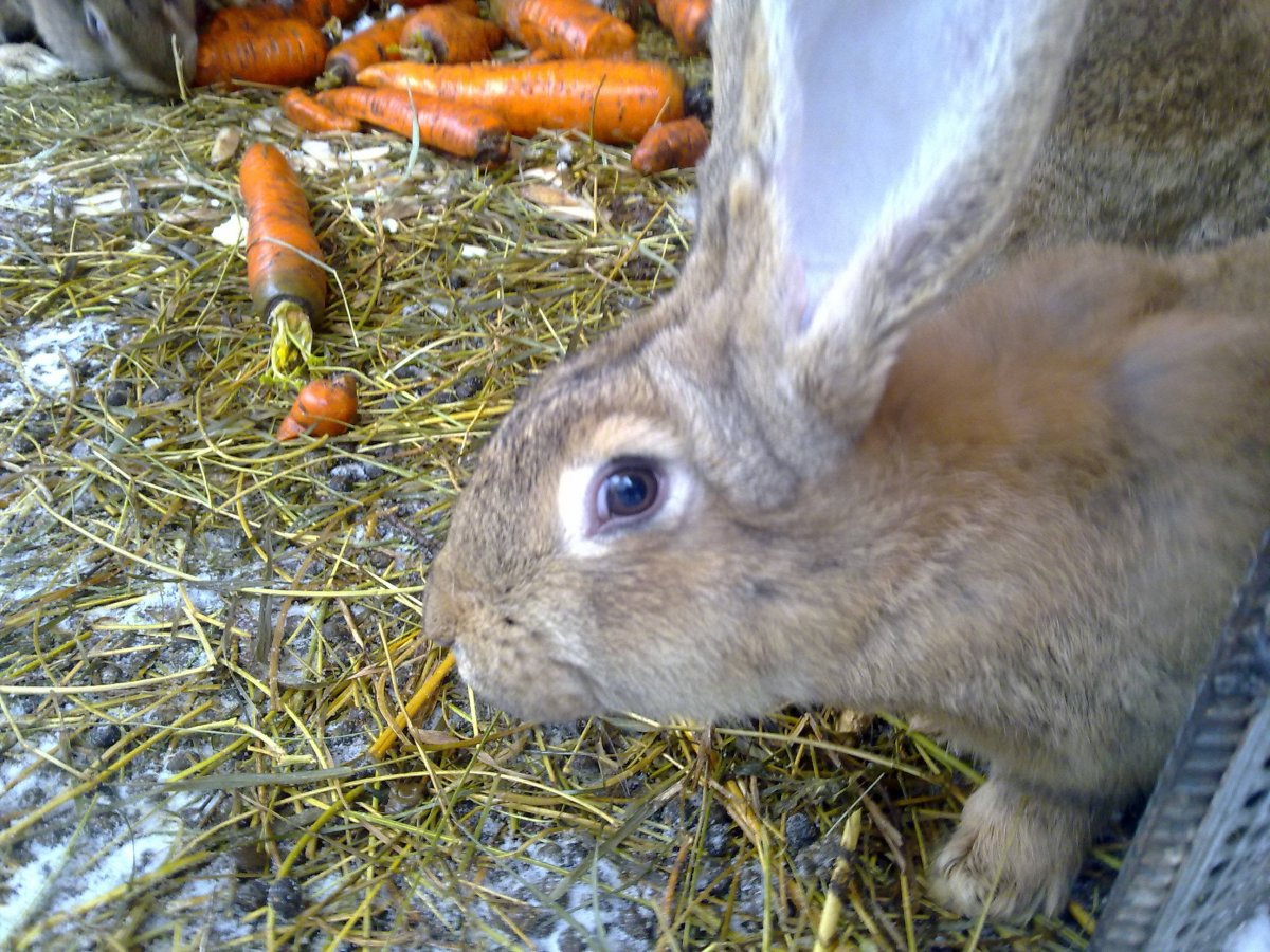 Cream Rabbit digestion