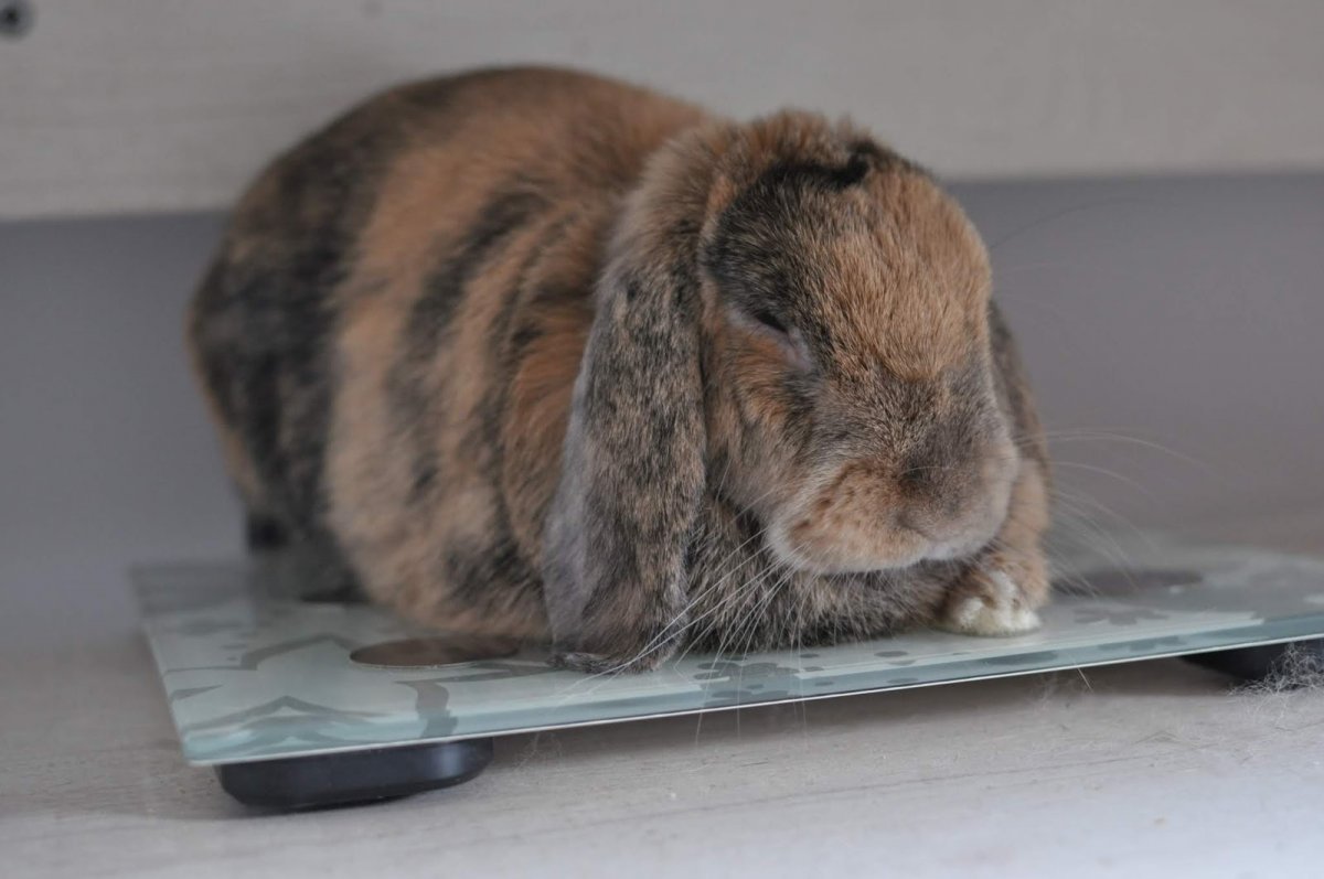 Кролик в Инстаграм актуальное