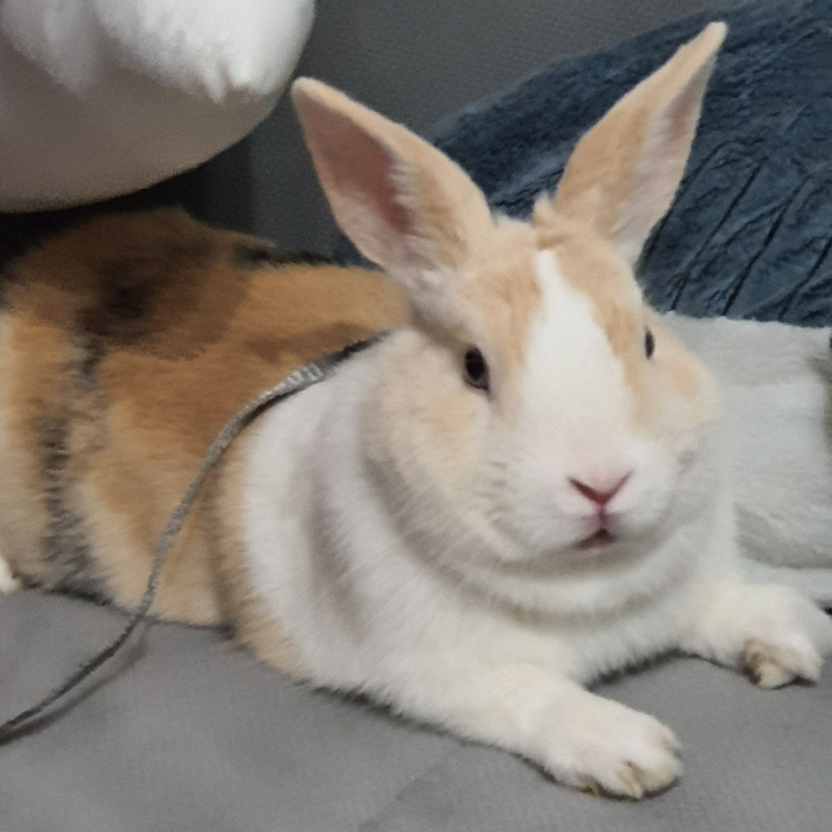 Зайчик с морковкой