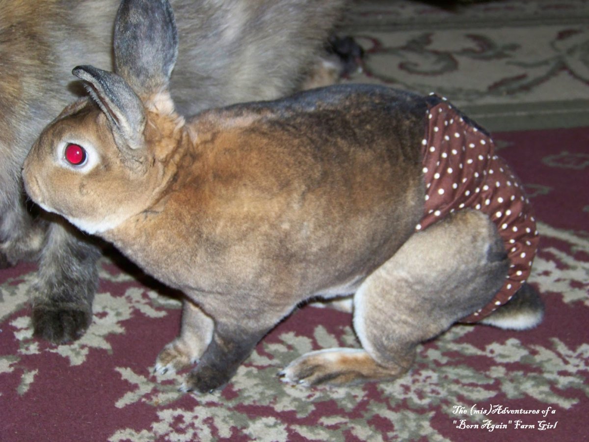 Милые цыпленок и кролик